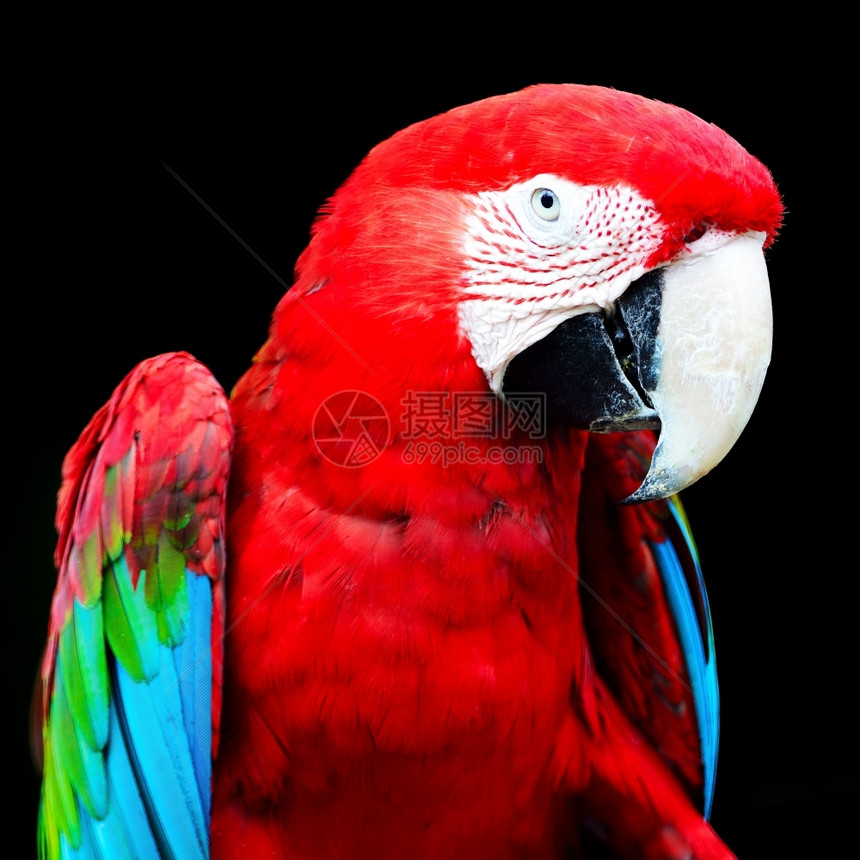蓝色的美丽鹦鹉鸟绿翼马考被黑人孤立的背景头部形象肖像红色的图片