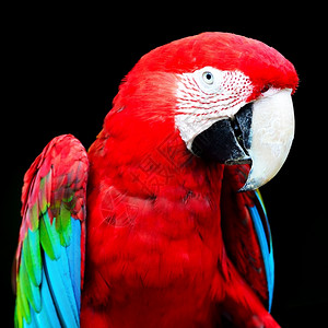 蓝色的美丽鹦鹉鸟绿翼马考被黑人孤立的背景头部形象肖像红色的图片