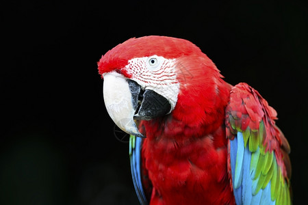 绿翅金刚鹦鹉明亮的红色的高清图片