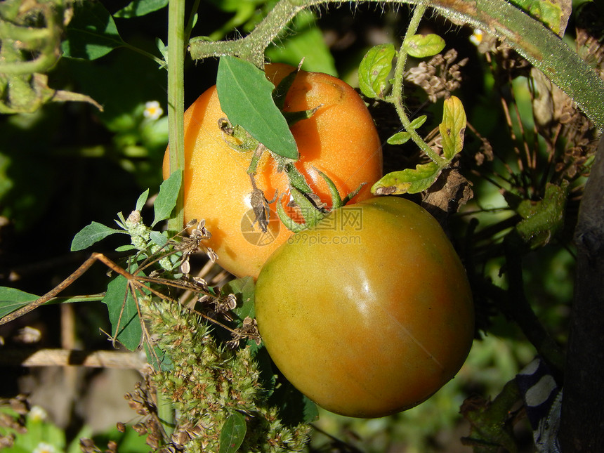 生产在花园里种水果蔬菜和浆葡萄食物图片