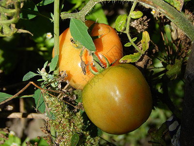 生产在花园里种水果蔬菜和浆葡萄食物图片