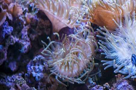 真叶植物海洋底珊瑚的颜色label野生动物绿色图片
