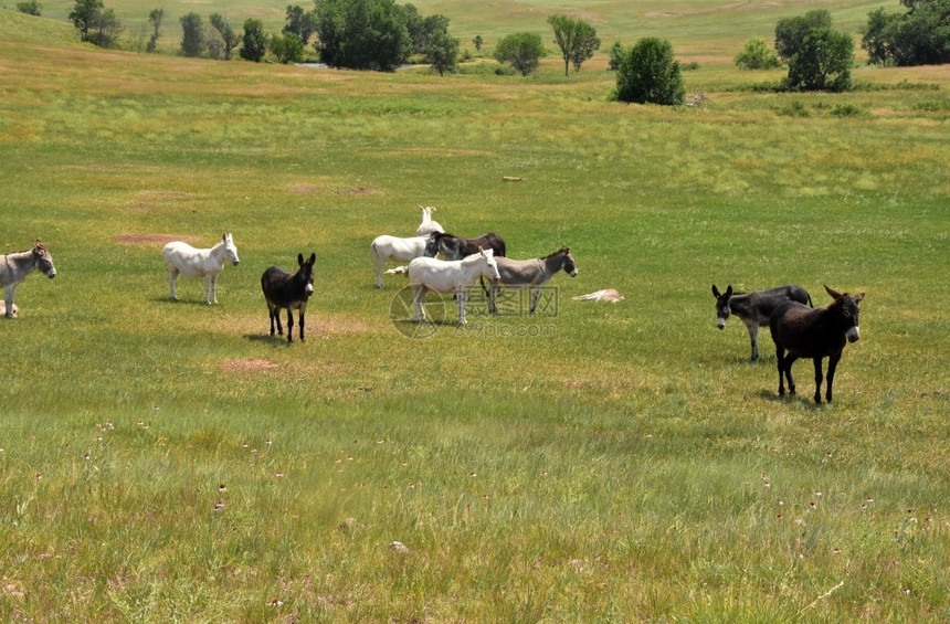 场地草上的小群野驴子驯化的图片