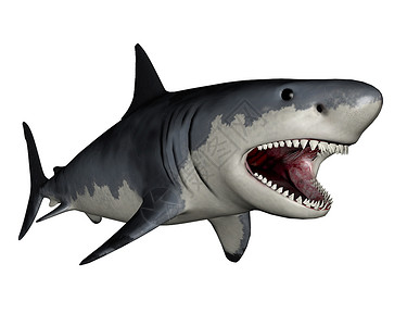 锤头鲨白色背景的巨型恐龙三维转化时代巨齿鲨上新世设计图片