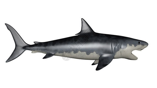 巨齿鲨使成为白色背景的巨型恐龙三维转化数字的灰色设计图片