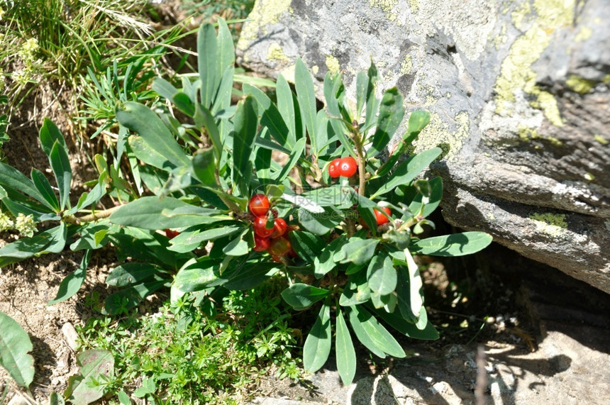 中场达芙妮德阿尔卑斯DaphnedesAlpes在瓦卢尔红色的植物学图片