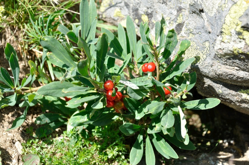 达芙妮德阿尔卑斯DaphnedesAlpes在瓦卢尔衬套山欧洲的图片