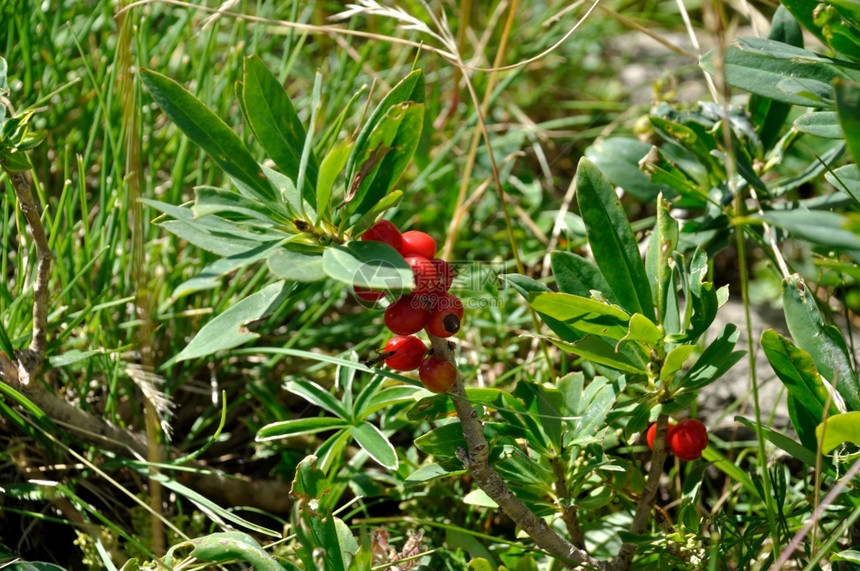 植物达芙妮德阿尔卑斯DaphnedesAlpes在瓦卢尔浆果植物群图片