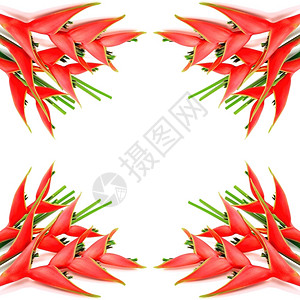自然严格限定为Helcionia白种背景孤立的热带红七相花的白色图片