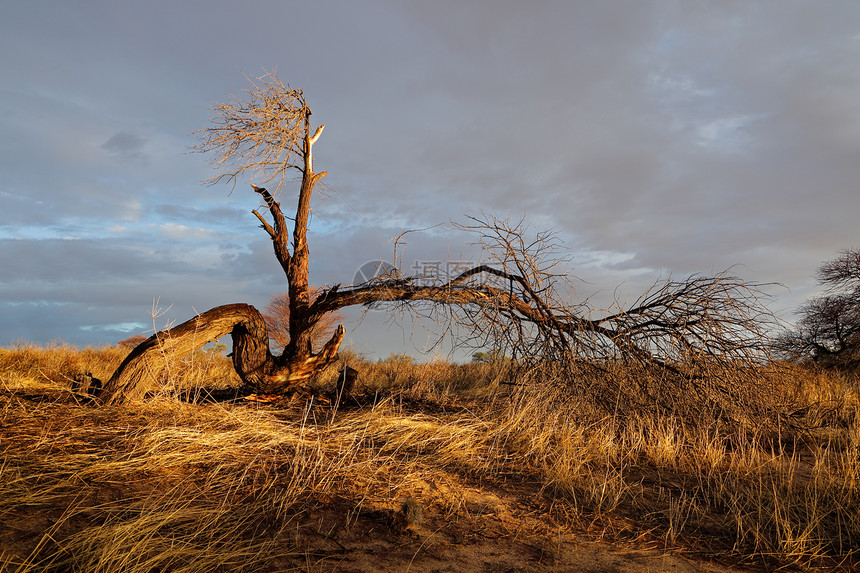 荒漠上的枯树图片