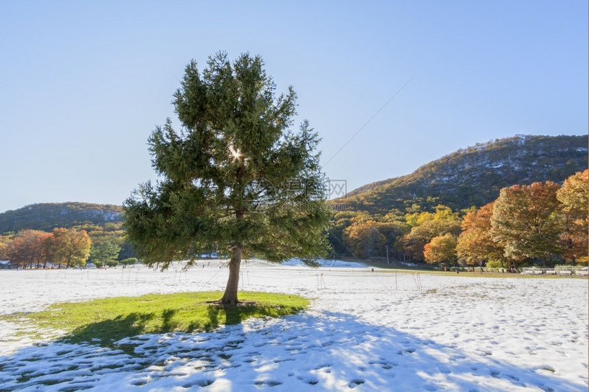 在田地上生长的美丽圣诞树周围都是雪常绿高的季节图片