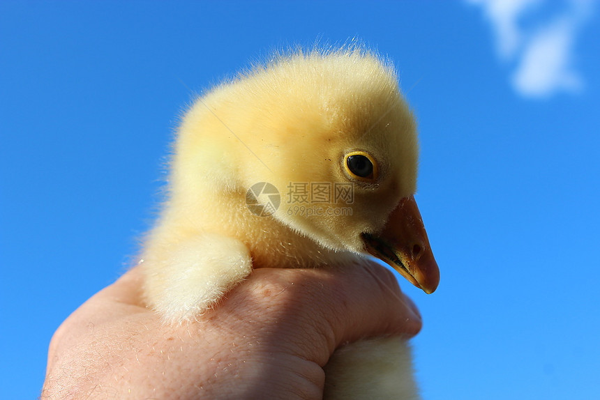 喙家禽手中的黄色小鹅在蓝天背景下手中的黄色小鹅在蓝天背景门户14图片