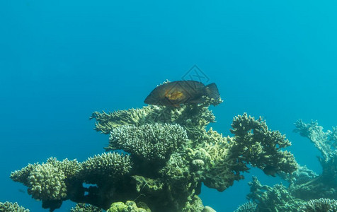 红海中的鱼和珊瑚礁红色的潜水图片