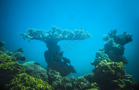 海洋泻湖盐水位于易卜劣德红海中的珊瑚图片