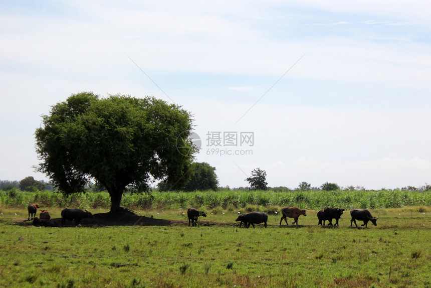 田里有一堆亚洲水牛乡村的农图片