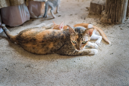 宠物给婴儿喂奶的猫咪躺下小白色的图片