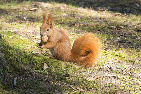 自然吃红色的秋天公园红鼠类动物松与坚果图片