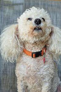 一只有橙色项圈的狗哺乳动物一种可爱的图片
