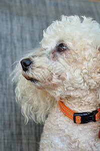一只有橙色项圈的狗吸引人宠物衣领图片