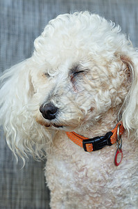 一只有橙色项圈的狗哺乳动物衣领吸引人的图片