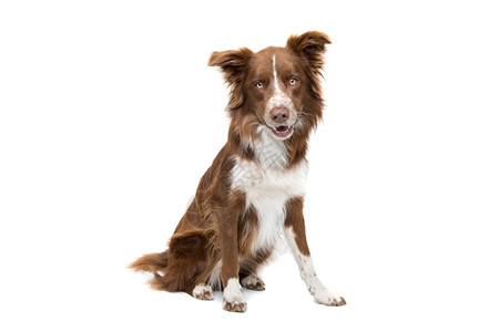 在室内正面棕色和白边框狗棕和白边框狗坐在白色背景前面的棕色背景图片