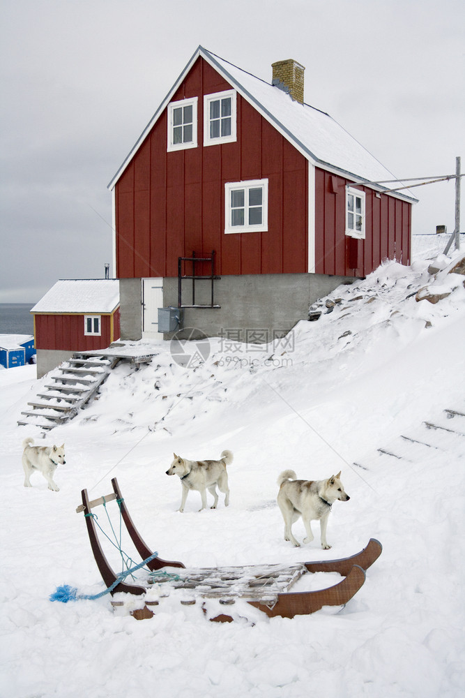 偏僻的格陵兰岛东部斯科尔比松入口处Ittoqqortoormiit镇的狗和雪橇流行51极斯科比松图片