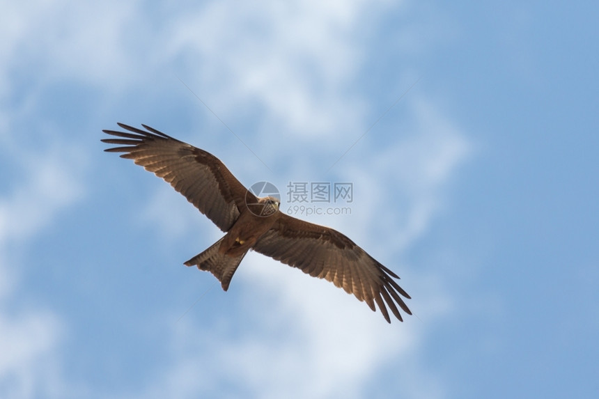 翅膀风筝动物当地称为阿莫拉的黑基特人在空中飞行图片