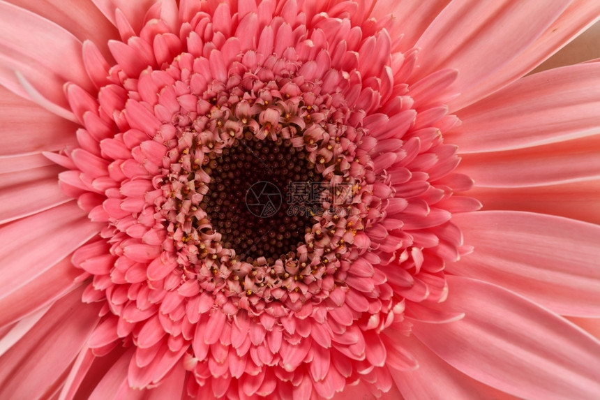 粉色非洲菊花蕊图片