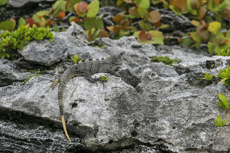 野生动物蜥蜴图片