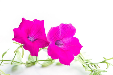 花瓣颜色美丽的粉红花朵白底孤立于世开花图片