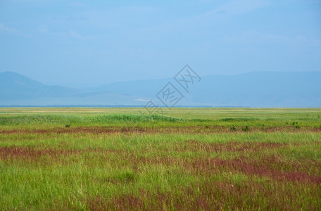 墙纸景观在俄罗斯布亚提的巴古津山谷地背景上草原植物图片