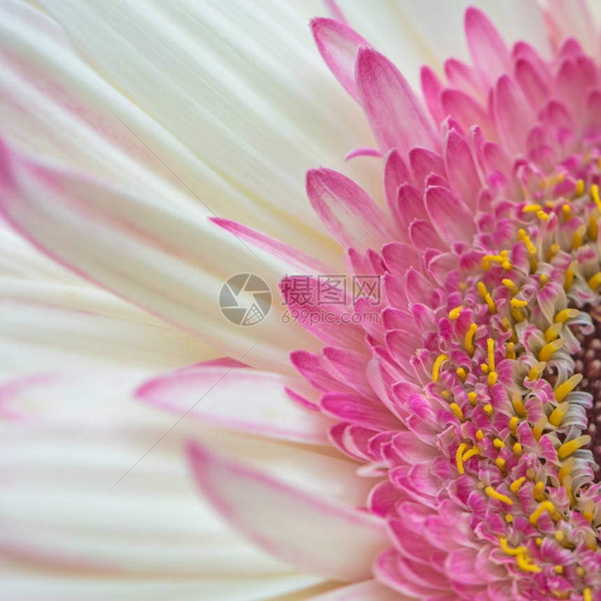 白粉色花瓣图片