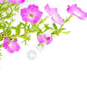 粉色多彩的红花朵在白背景上被孤立颜色粉的植物图片
