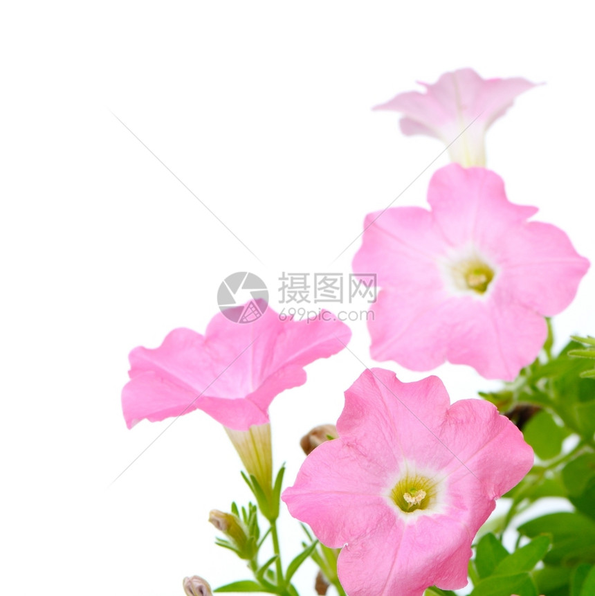 阮詹花的粉色多彩红花朵在白背景上被孤立植物图片
