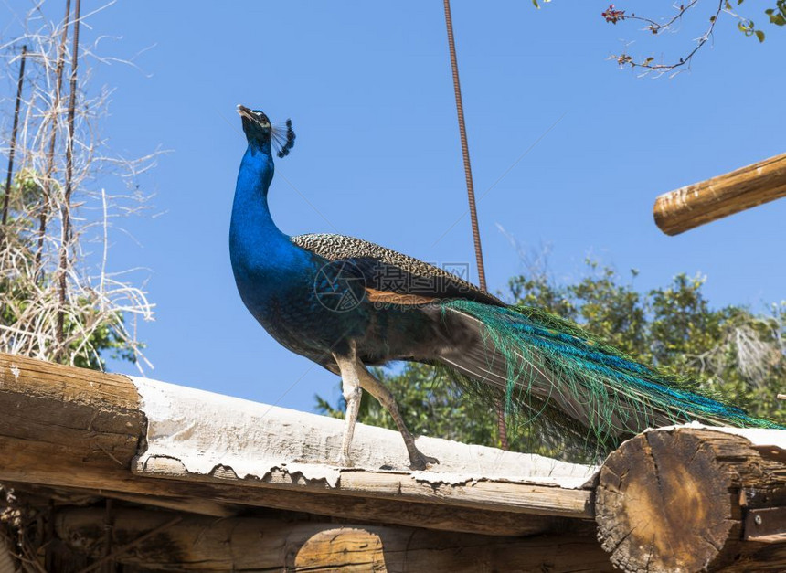 眼睛绿色蓝天背景的木屋顶上孔雀鸟自然图片