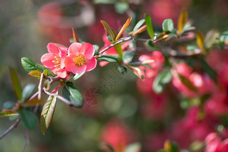 春天花园的粉红色朵衬套绿美丽的图片