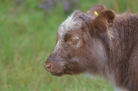 农场Scotlandrsquos可爱的高地小牛在田野里漫游凯洛斯一种图片
