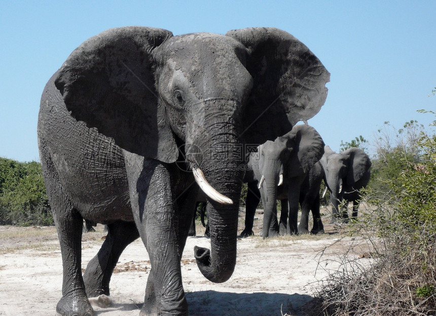 旅游耳朵动物博茨瓦纳乔贝河地区一群非洲大象Loxodontaafricana图片