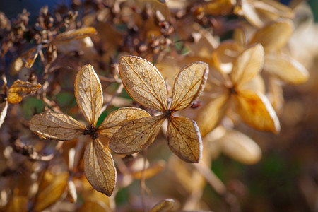 叶子季节紧贴后光下花园的Hydranga花朵干燥集霍滕西亚图片