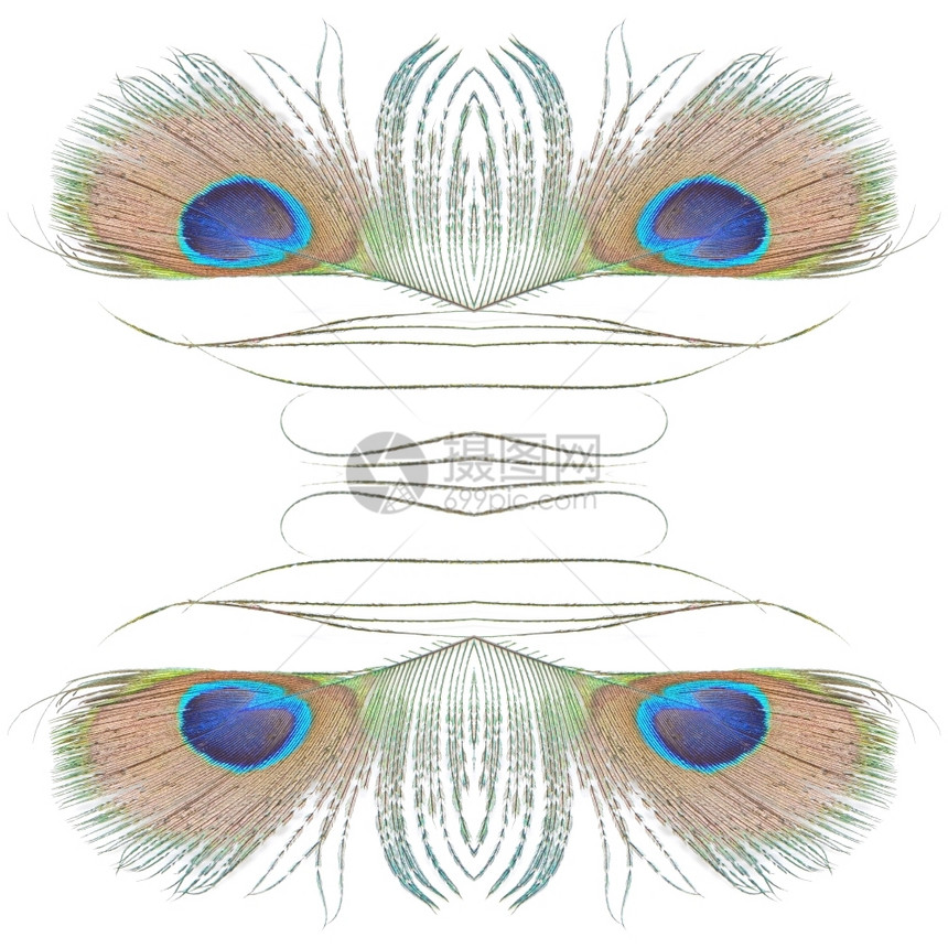 优雅蓝色的鸟美丽绿孔雀羽毛抽象模式以白色背景孤立于世图片