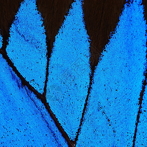 丰富多彩的阮詹蓝蝴蝶翅膀自然图案纹理背景颜色图片