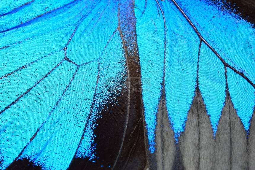 丰富多彩的夏天蓝蝴蝶翅膀自然图案纹理背景明亮的图片