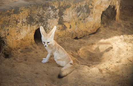 亚洲人动物群耳廓狐大朵沙漠狐狸Vulpeszerda坐在动物园里自然图片