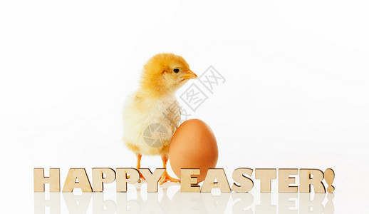 黄色的快乐鸟白背景下带黄蛋的新生鸡图片