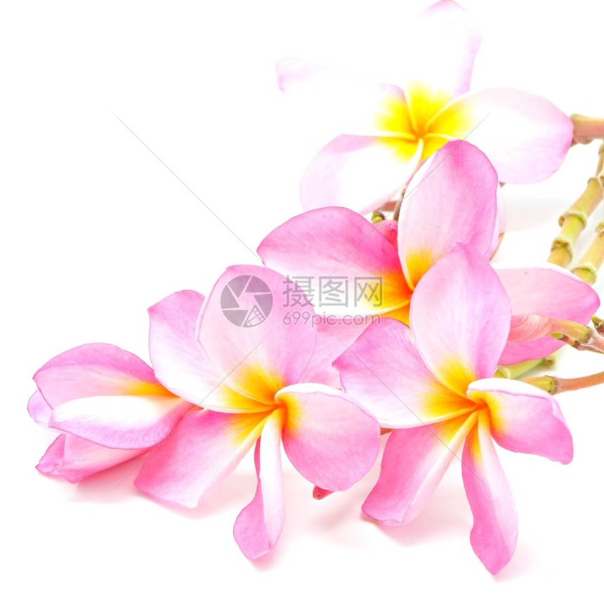 松弛素馨花粉红色普卢梅的朵以白色背景隔绝美丽的图片