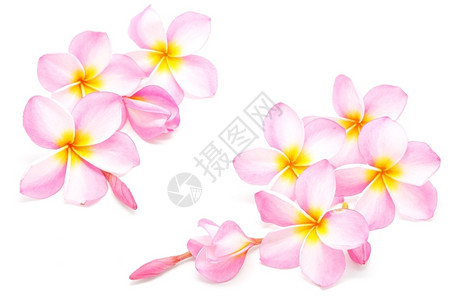 夏威夷素馨花粉红色普卢梅的朵以白色背景隔绝异国情调图片