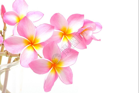 粉红色普卢梅花的朵以白色背景隔绝开花热带温泉图片