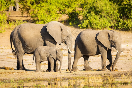 象牙博茨瓦纳乔贝河边缘大象群牧美丽的动物图片