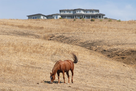 屋棕色的爬坡道马在干棕褐山上放牧被加州密尔皮塔斯的一座现代豪宅所忽视图片