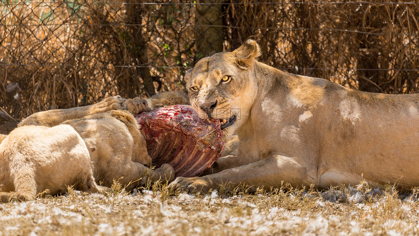 雄伟美丽的母狮与幼崽一起吃非洲荒野图片